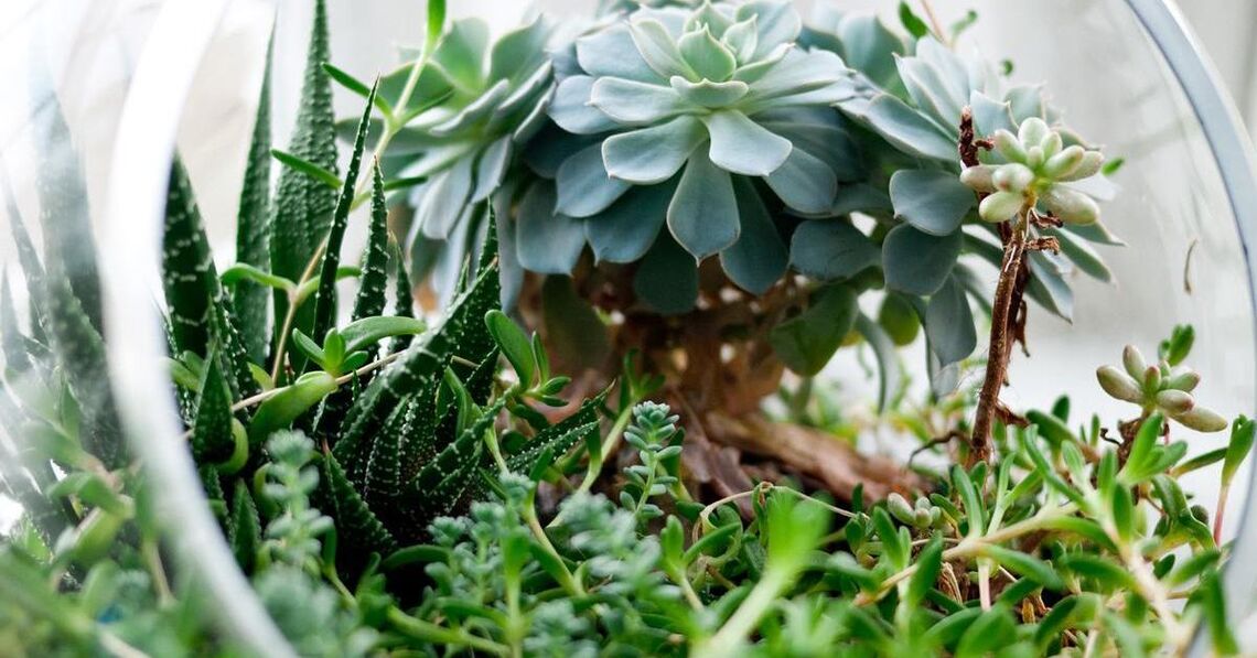 How to Make a Terrarium: A Step-By-Step Guide