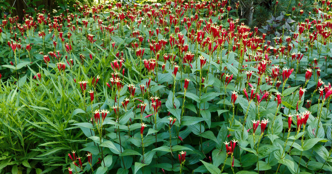 Introducing the 2023 PHS Gold Medal Plant Winners