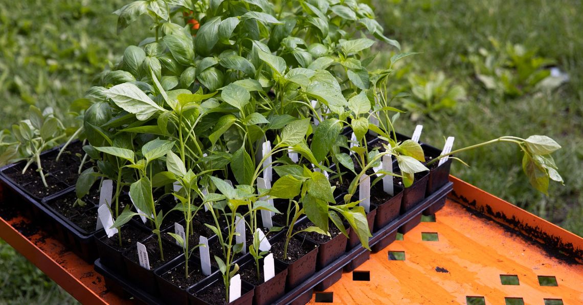 Sowing Spring Seeds: A Guide to Planting Crop Seeds