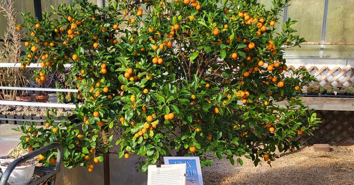 How One Tree Changed the Lives of Kent and Betty Riegel