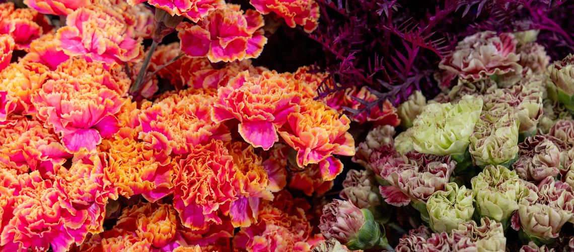 2 25 25 flower show 2025 install credit morgan horell 2