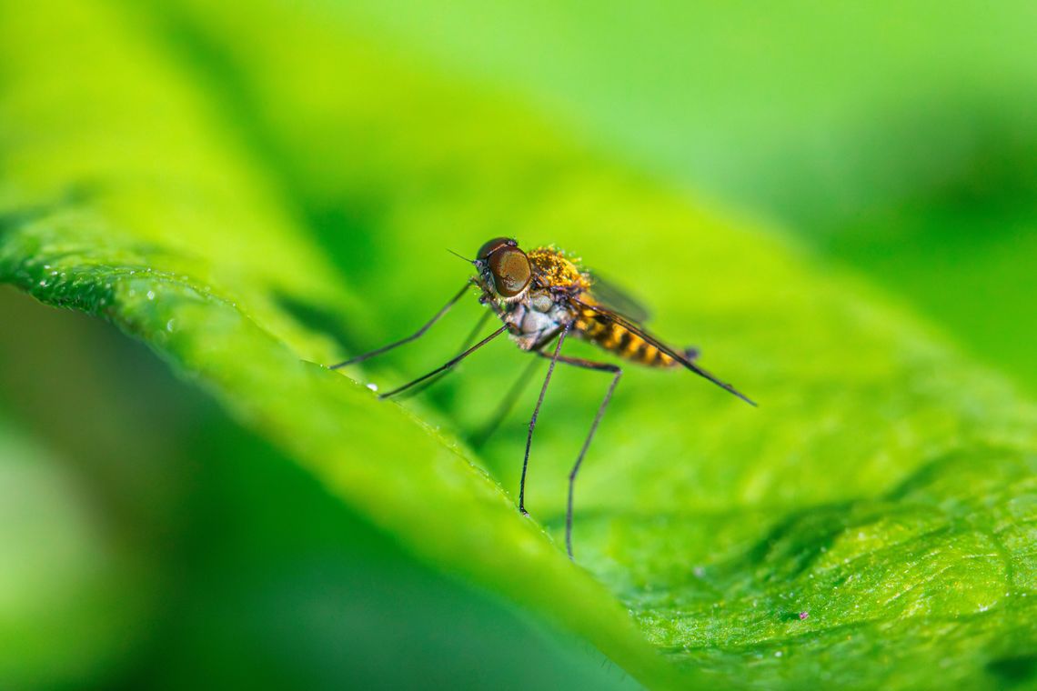 mosquito weaver s way