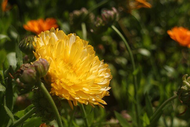 cowbridge physic garden marigold