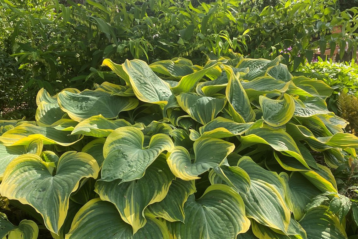 hosta sagae