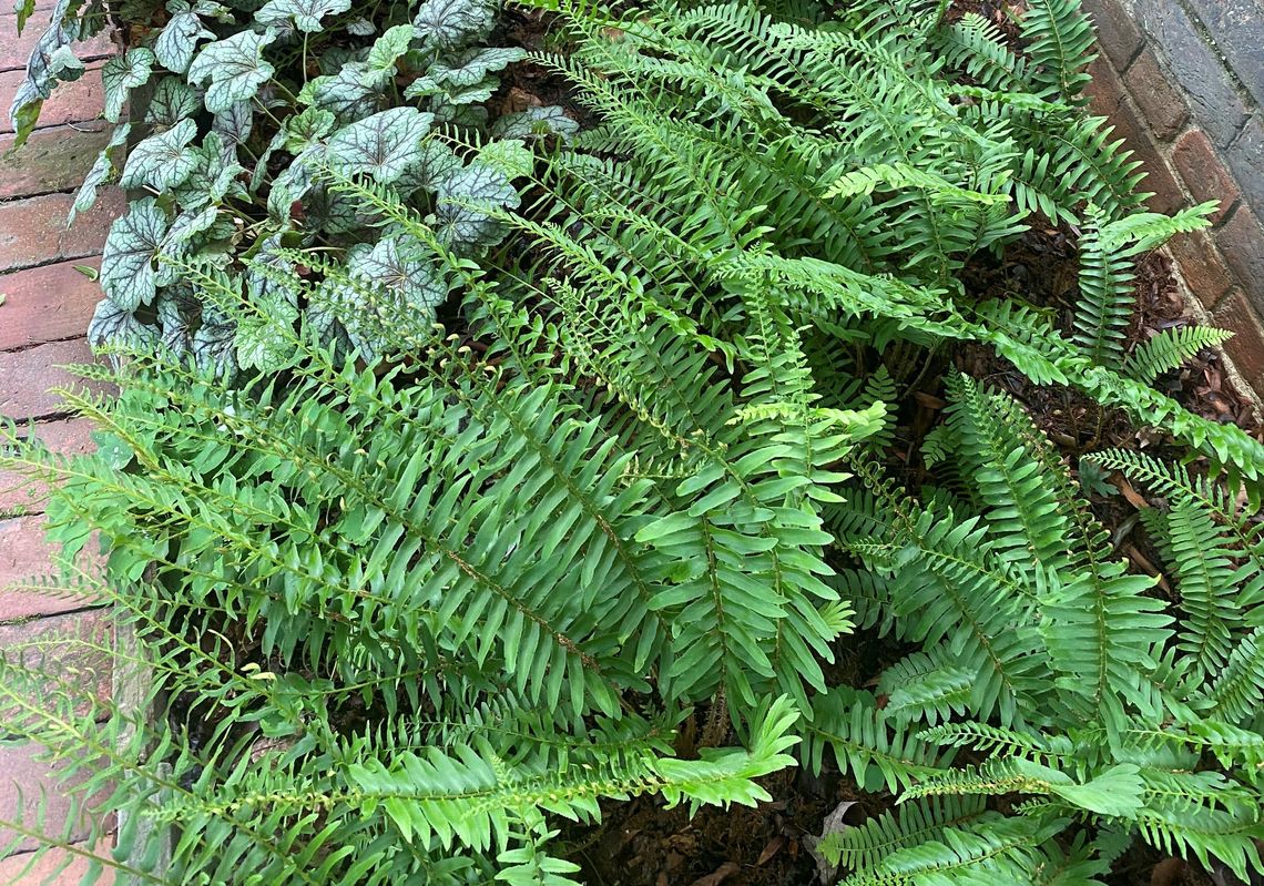 polystichum acrostichoides 1