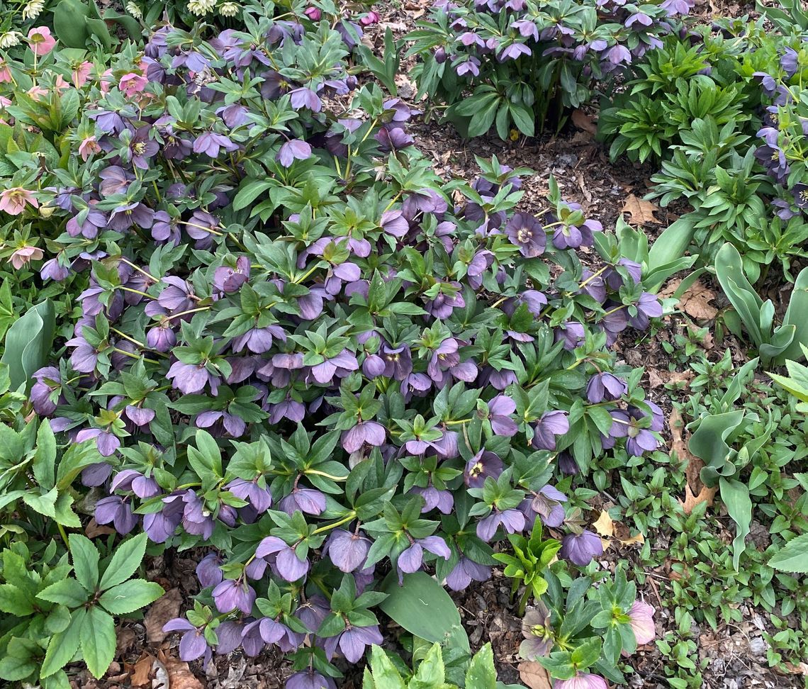 helleborus x hybridus 9