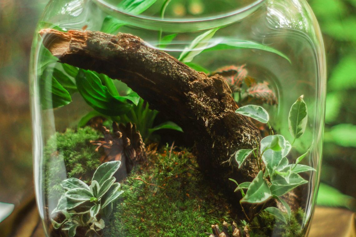 9 29 9 30 moss terrariums