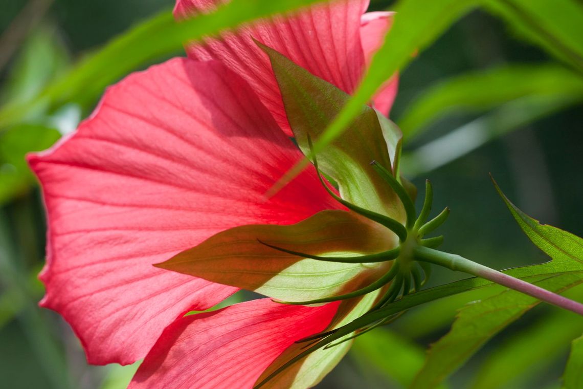 native seed collection hibiscus coccineus the scarlet rose mallow one of our showy native plants blooms at the edge of bell s woodland lr