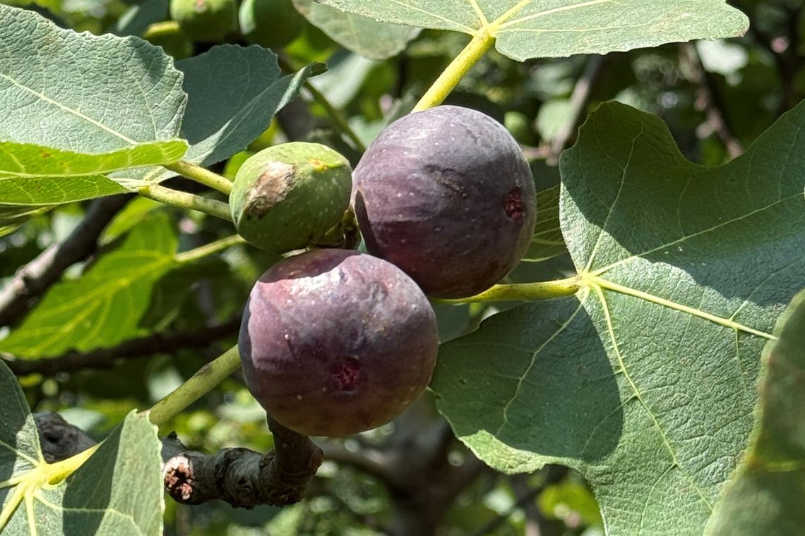Ficus carica ‘Chicago Hardy’.