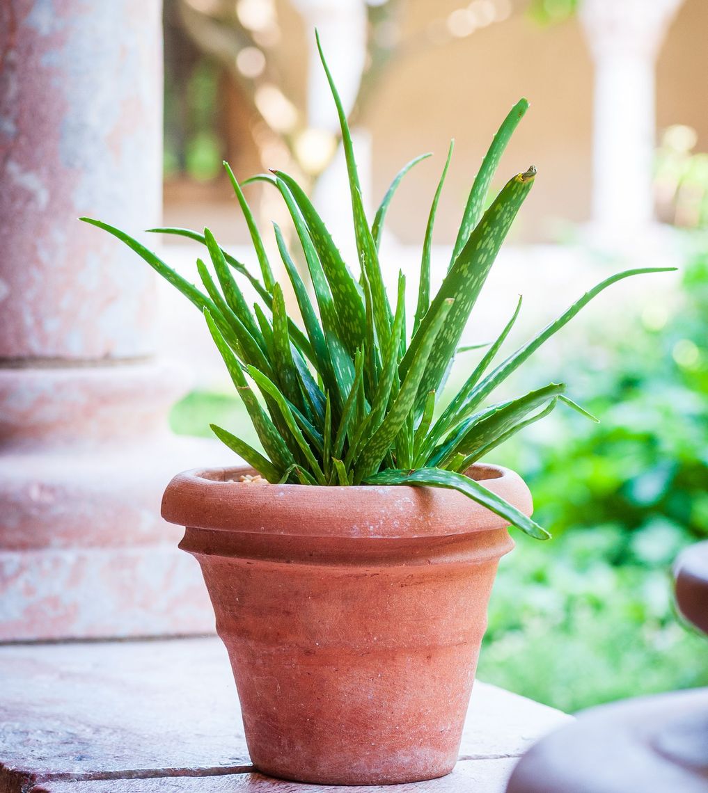 aloe 120718 6035