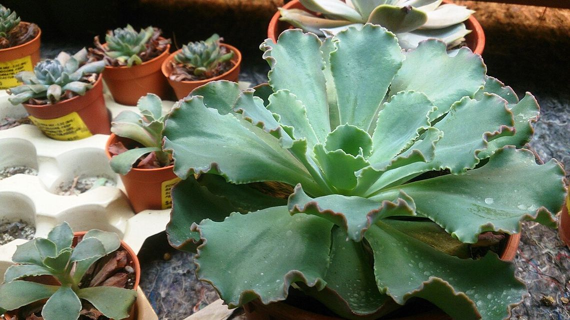 echeveria curly locks