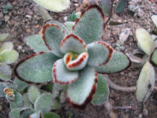kalanchoe tomentosa 01
