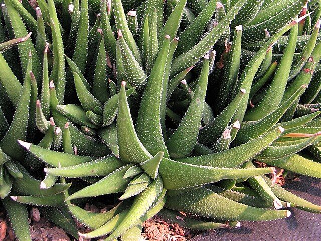 haworthiopsis attenuata 2009 07 11 03
