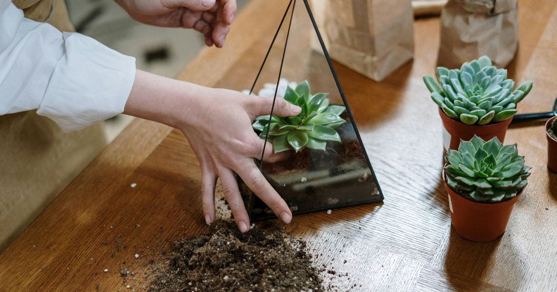 Succulent Care for Beginners: How to Take Care of Succulents Indoors