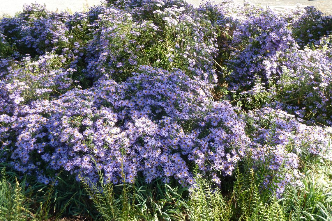 symphiotrichum oblongifolium raydon s favorite scott arboretum 3