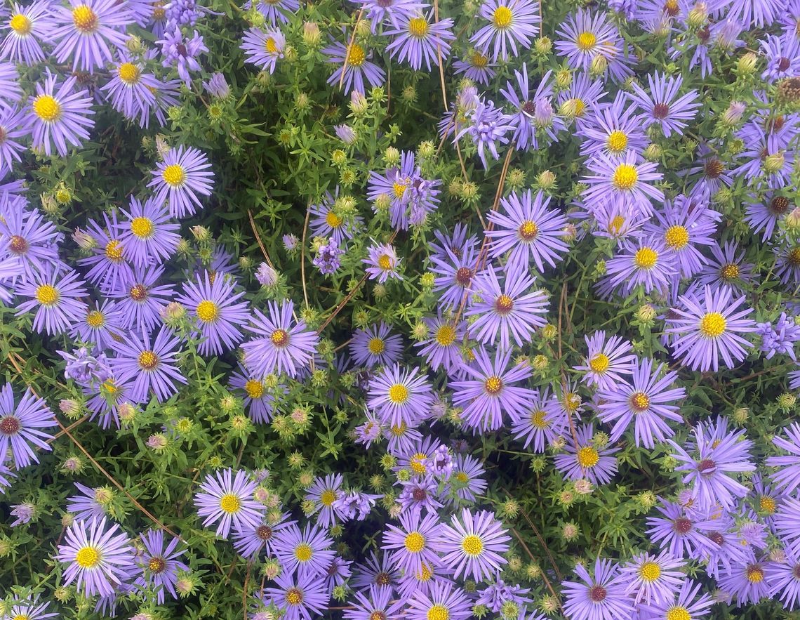 symphyotrichum oblongifolium raydon s favorite 1