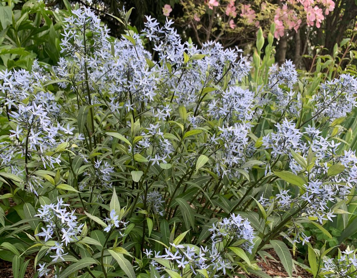 amsonia tabernaemontana storm cloud