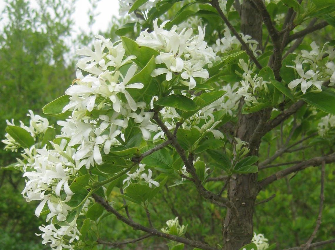 chionanthus retusus tokyo tower