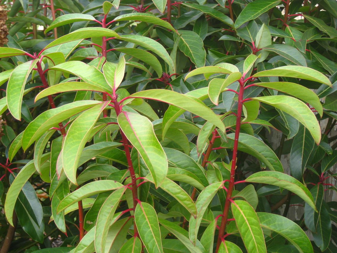 daphniphyllum macropodum