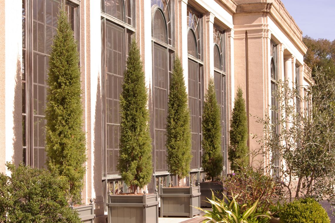 juniperus virginiana taylor