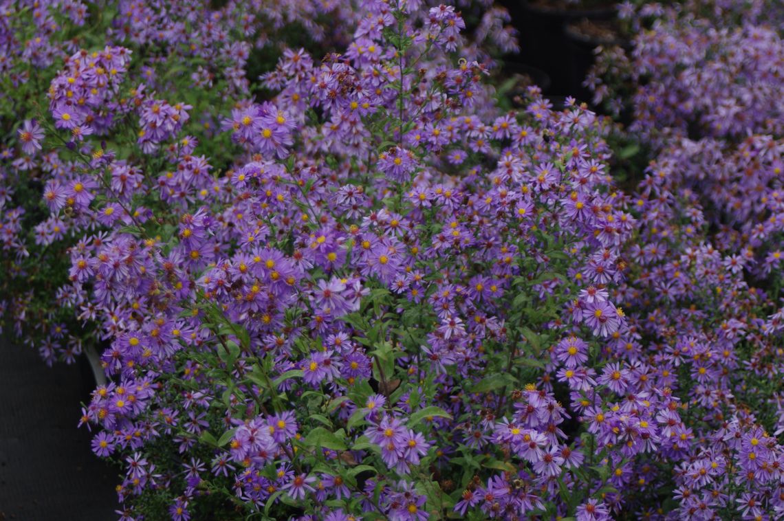 aster laevis bluebird
