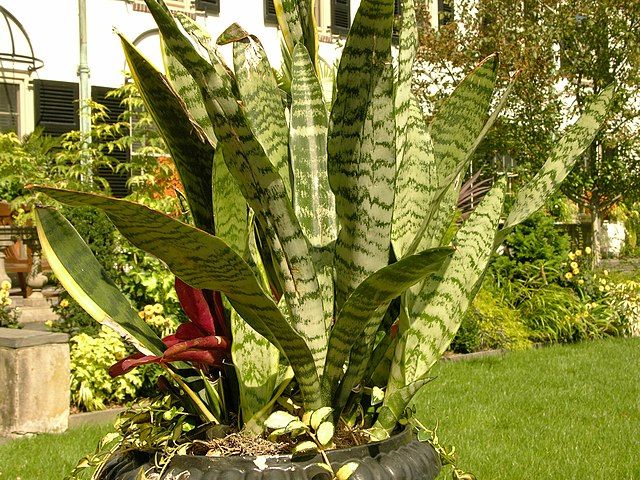 sansevieria trifasciata plant 3264px