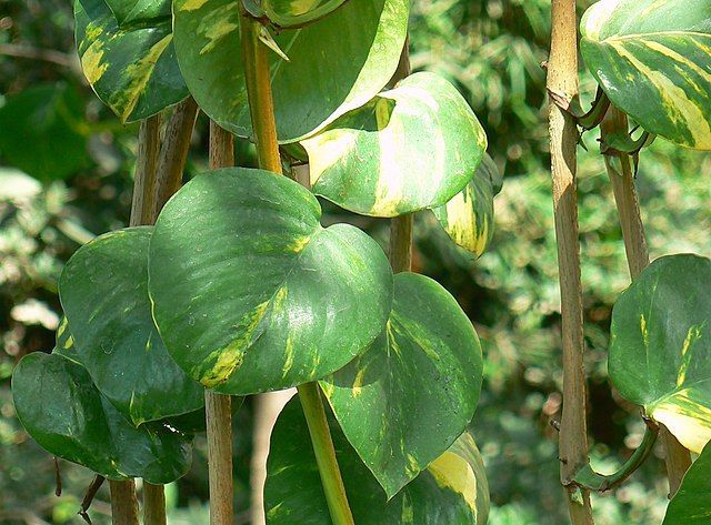 epipremnum aureum 405626861