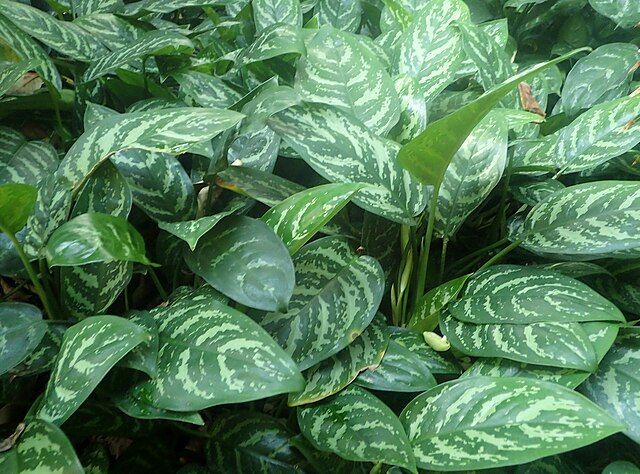 aglaonema commutatum kz1