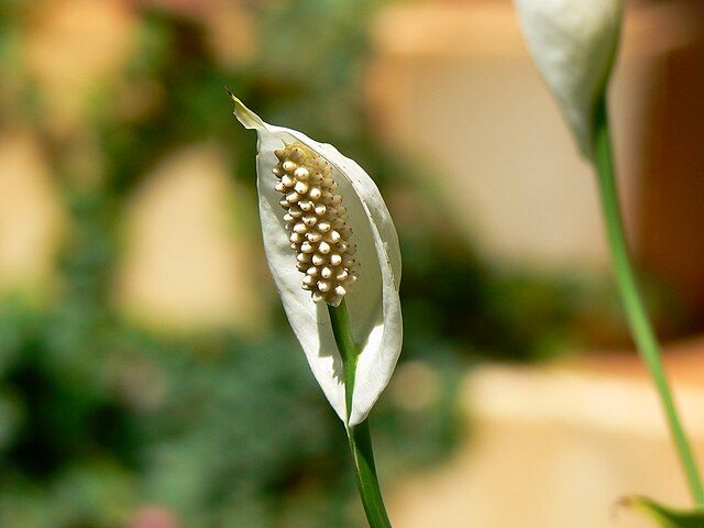 spathiphyllum wallisii 418534471