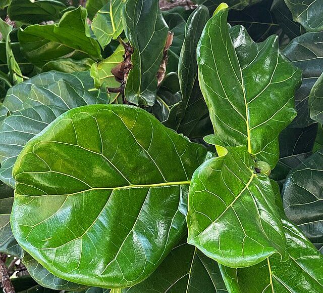 ficus lyrata 393081768