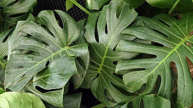 fruit salad plant monstera deliciosa 1 2