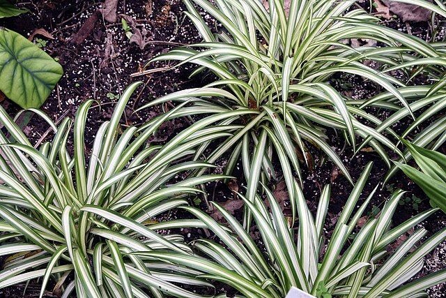 chlorophytum comosum 14zz