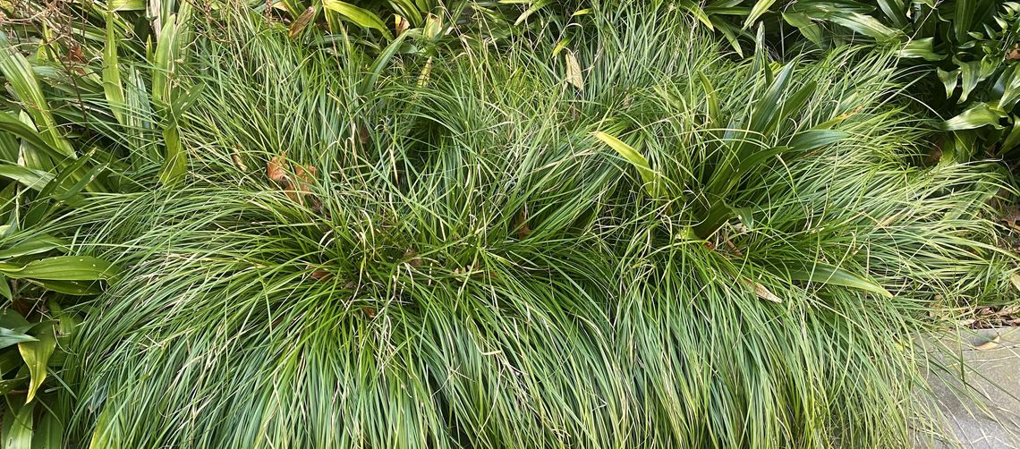carex cherokeensis scott arboretum