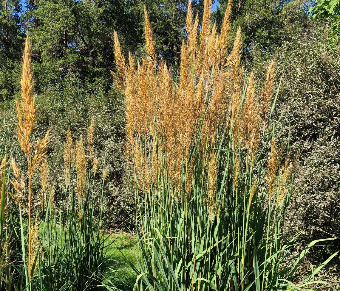golden sunset tm university of minnesota 3