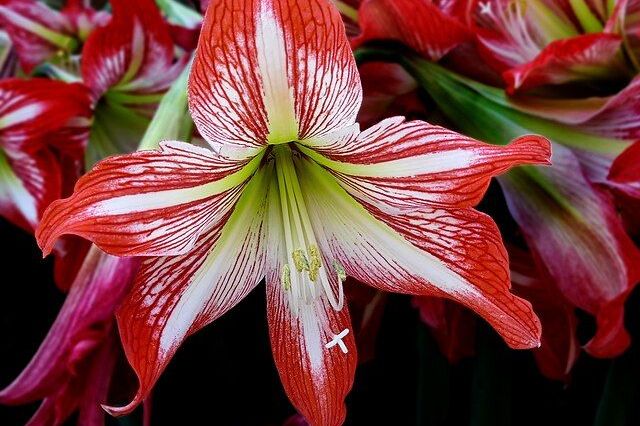amaryllis hippeastrum correiense 1