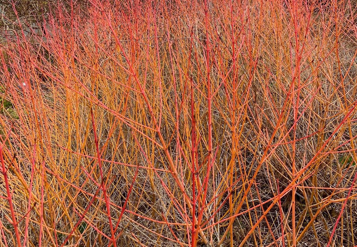 cornus midwinter fire ab