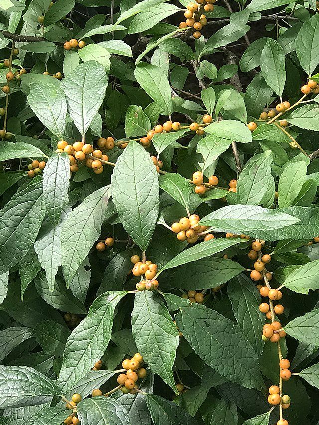 ilex verticillata winter gold stock