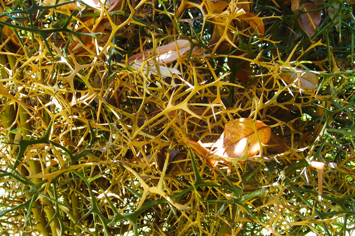 poncirus trifoliata flying dragon stock