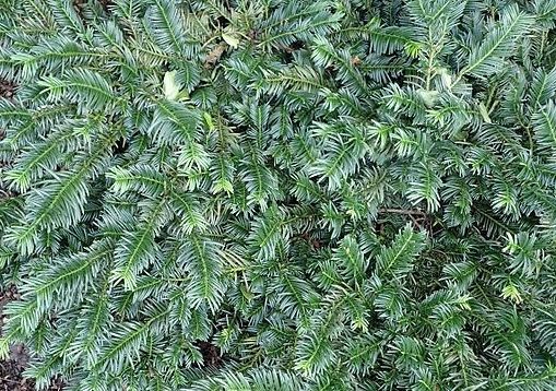 cephalotaxus harringtonia duke gardens stock