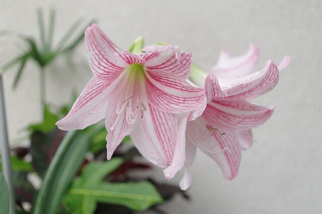 Amaryllis Hippeastrum