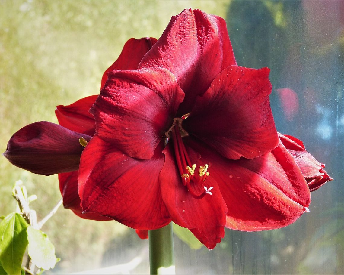 amaryllis carmen 51953021780