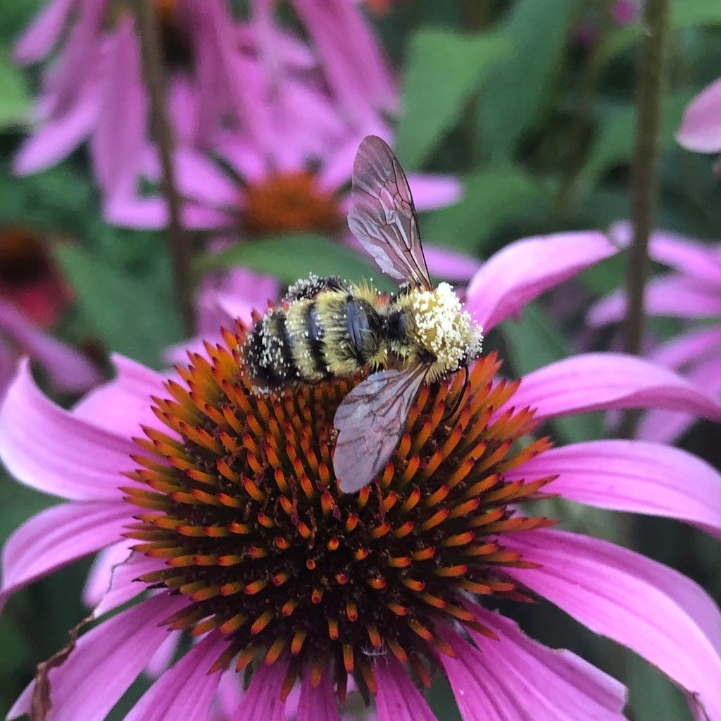 perplexing bumble bee