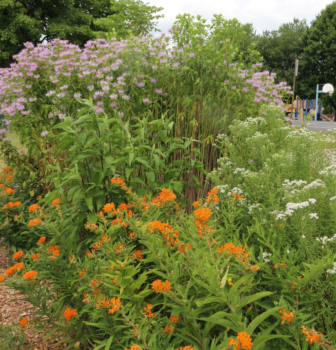 native pollinator garden we installed 1