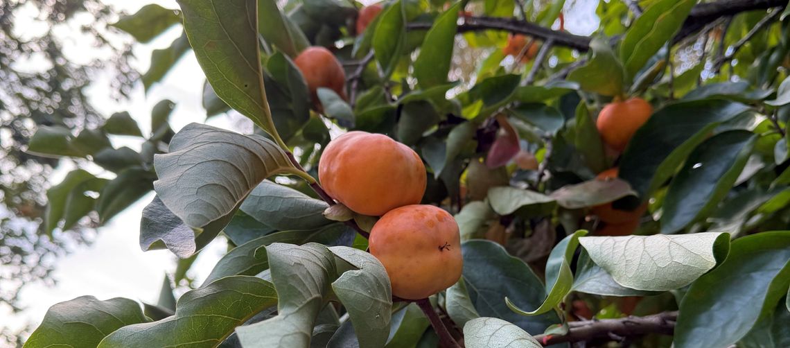 diospyros kaki great wall 1