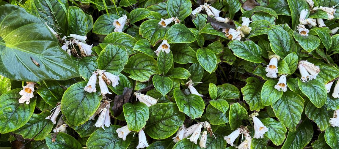 hemiboea subacaulis var jiangxiensis
