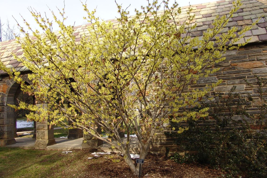 hamamelis x intermedia primavera 015