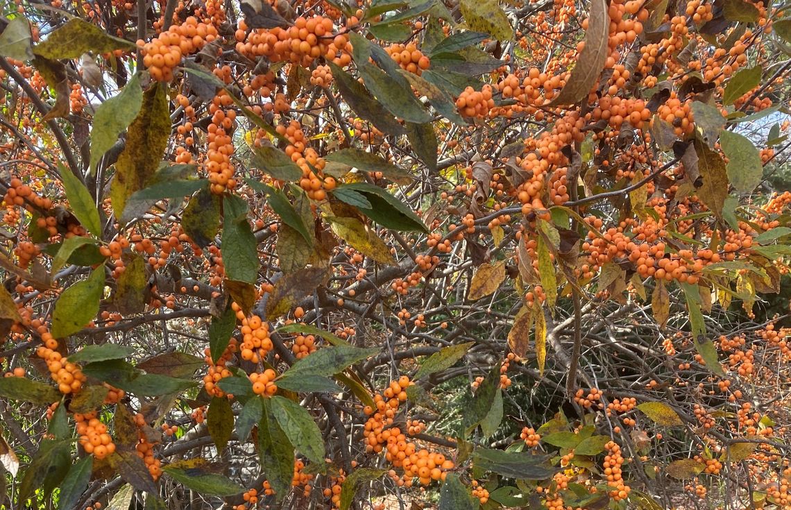 ilex verticillata winter gold scott arboretum