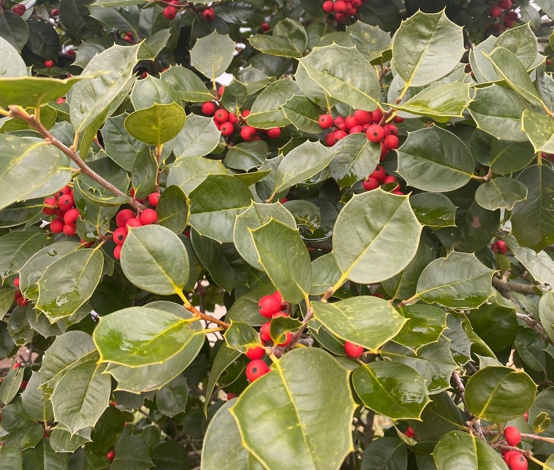 ilex opaca satyr hill 1