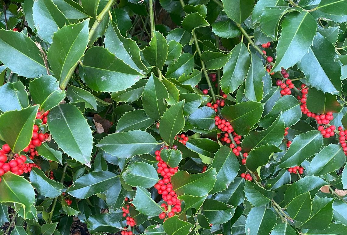 ilex x koehneana agena