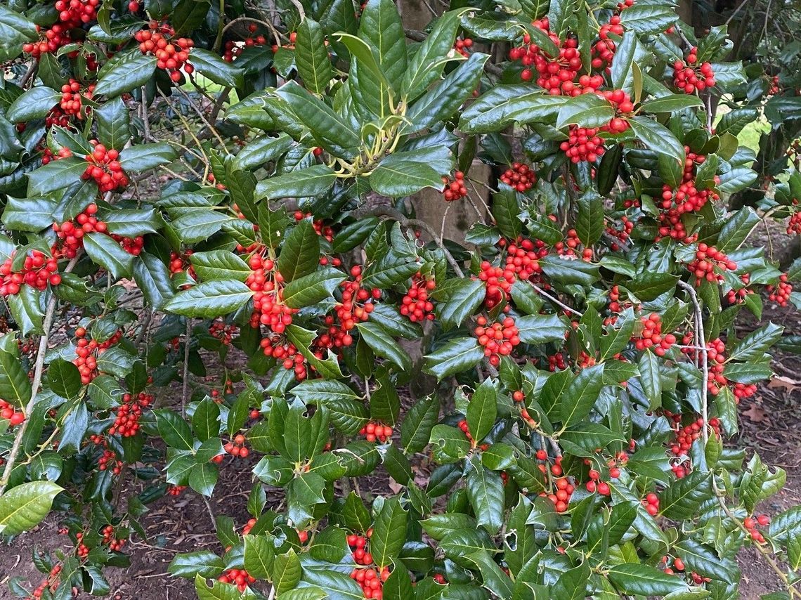 ilex nellie r stevens